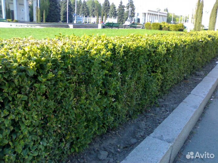 Живая изгородь -кизильник блестящий высота 80 см