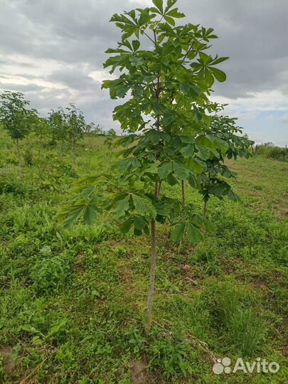 Каштан конский 2м+