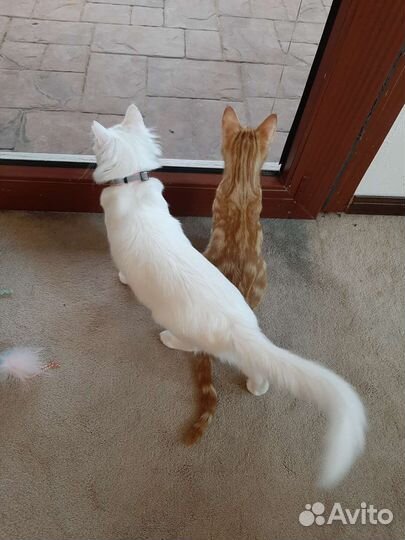 Ангорская белая кошка