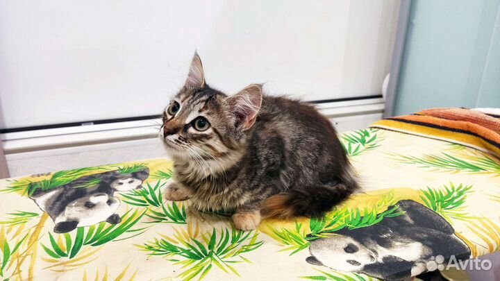 Кошка в дар бесплатно