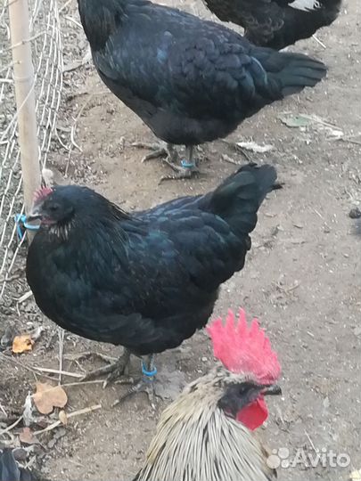 Семья сильверруд