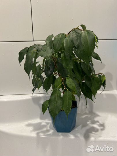 Фикус бенджамина