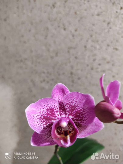Орхидея
