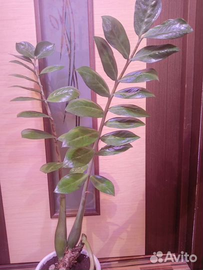 Комнатные цветы