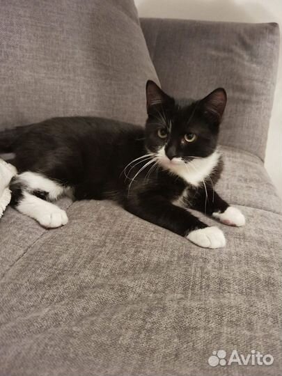 Котенок замурчательный