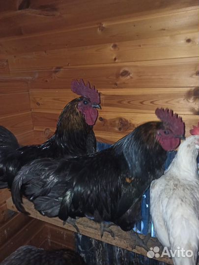 Петух Ухейилюй