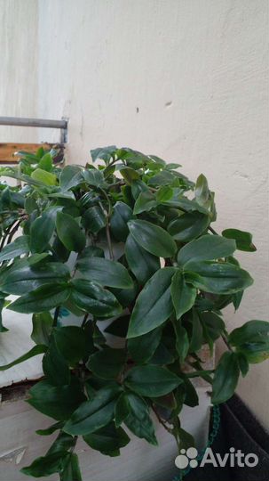 Традесканция