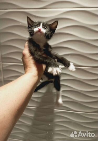 Котик Феликс. Котята