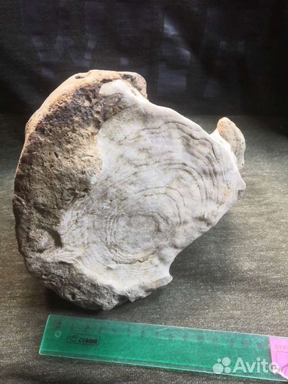 Кость Юрского периода