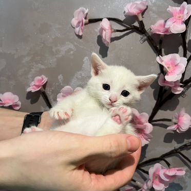 Турецкая ангора котёнок