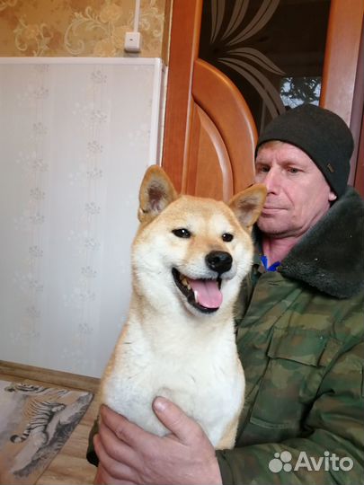 Сибки