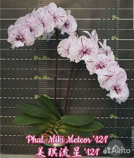 Орхидея Метеор