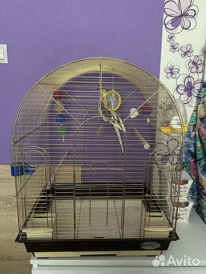Попугай корелла с клеткой