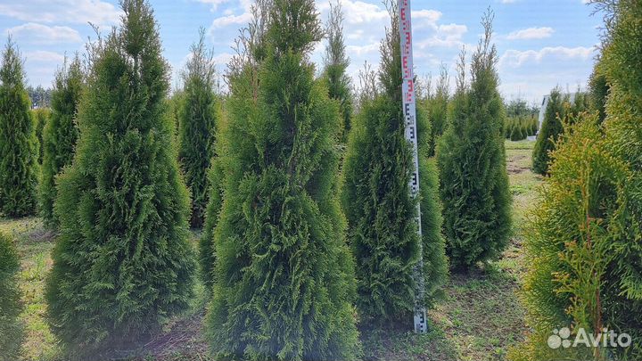 Туя Смарагд 100-120 см оптом