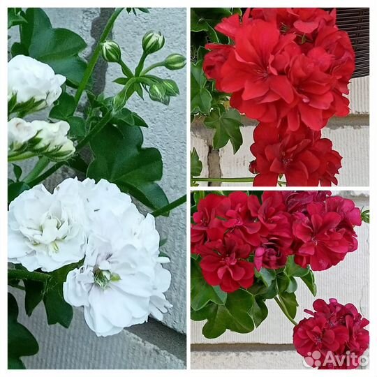 Плющелистная пеларгония