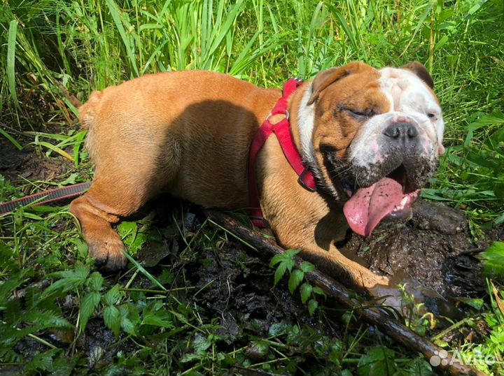 Английский бульдог вязка