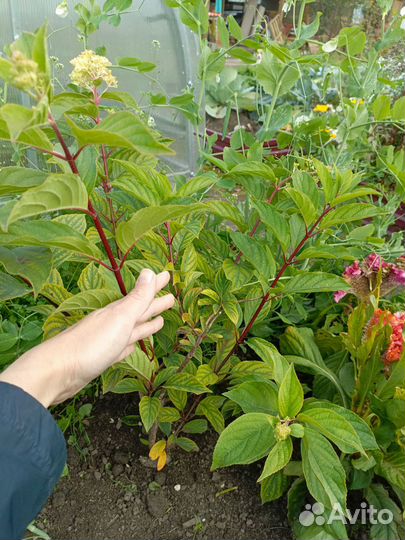 Гортензия метельчатая