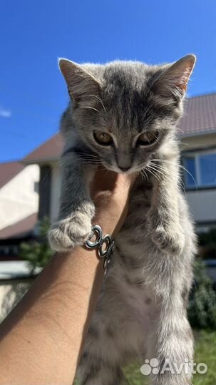 Котенок бесплатно девочка