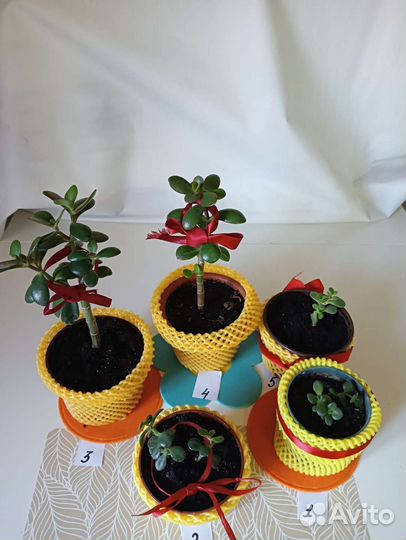 Толстянка (Денежное дерево)