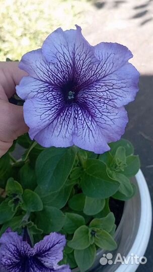 Рассада петунии