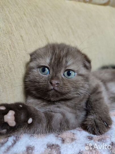 Шотландская вислоухая кошечка