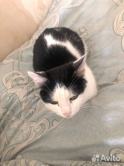 Кошка