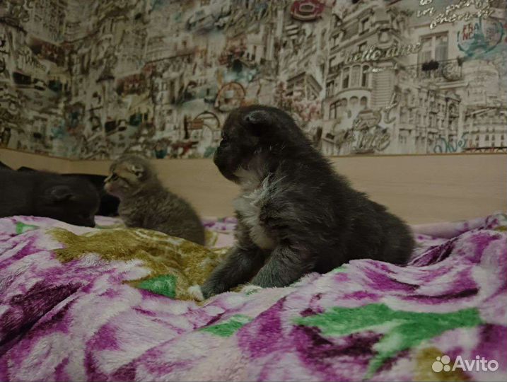 Шотландская