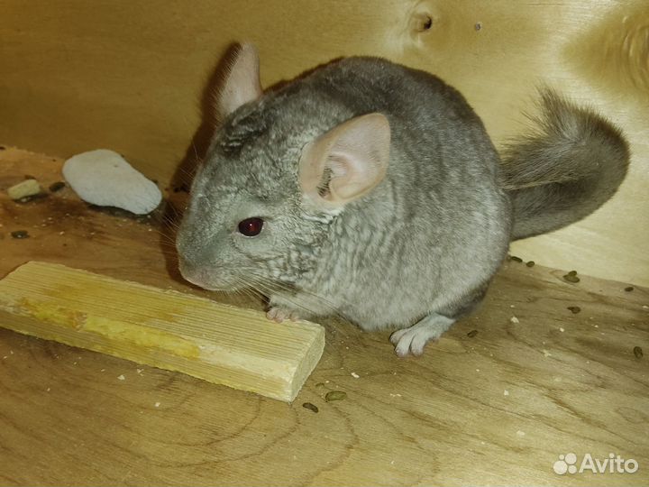 Шиншилла