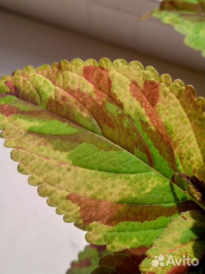 Колеус вегетативный 