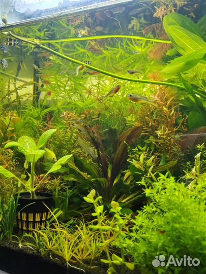 Аквариумные растения