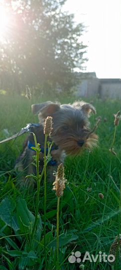 Йоркширский терьер мини