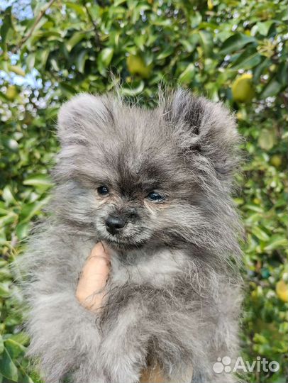 Щенок породы шпиц