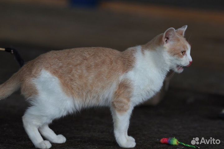 Котик в добрые руки