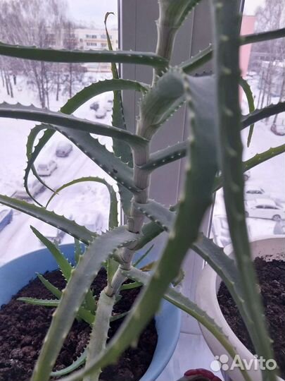 Толстянка.Женское Счастье, Алоэ, Каменная роза