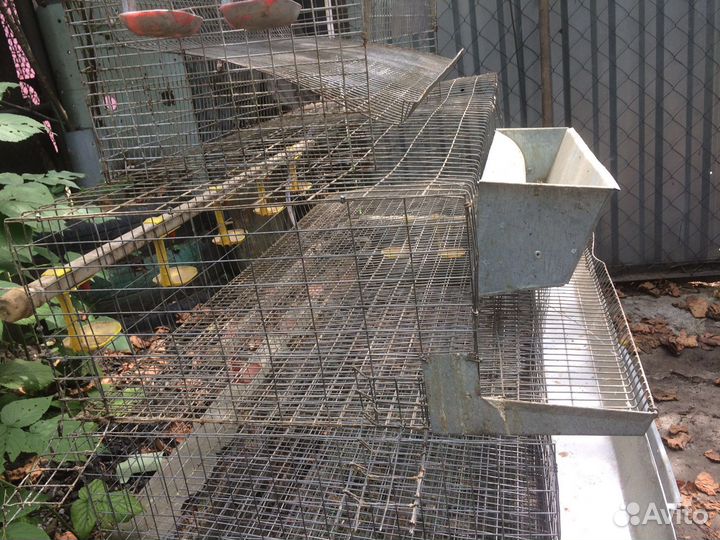 Клетки для перепелов бу