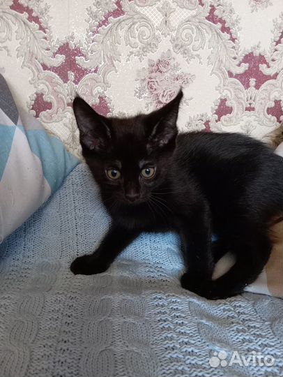 Котята чаузи ф3