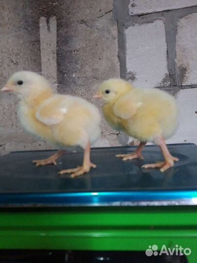 Инкубационное яйцо бройлера