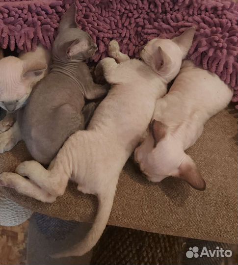 Котята девон-рекс