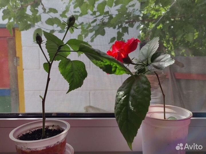 Гибискус(китайская роза)