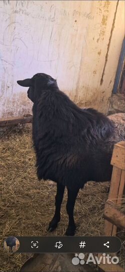 Баран гиссар