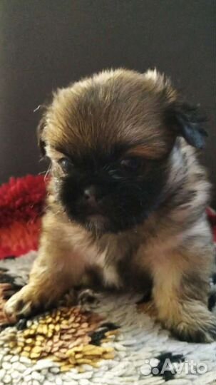 Щенки пекинеса
