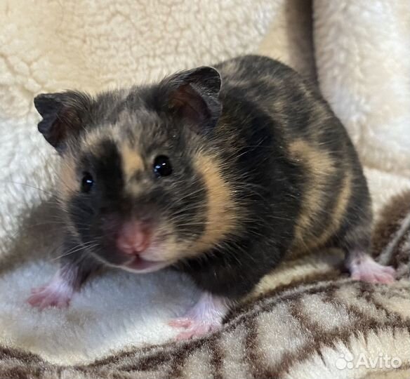 Сирийские хомяки