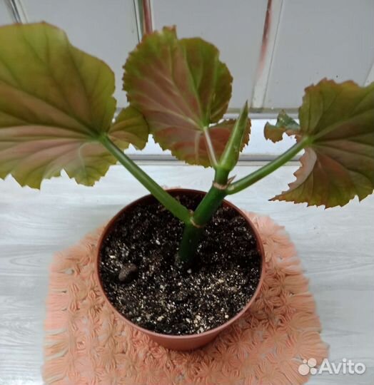 Бегония коралловая