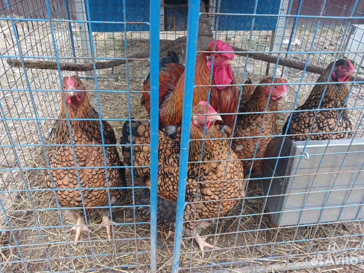 Семья кур Виандот