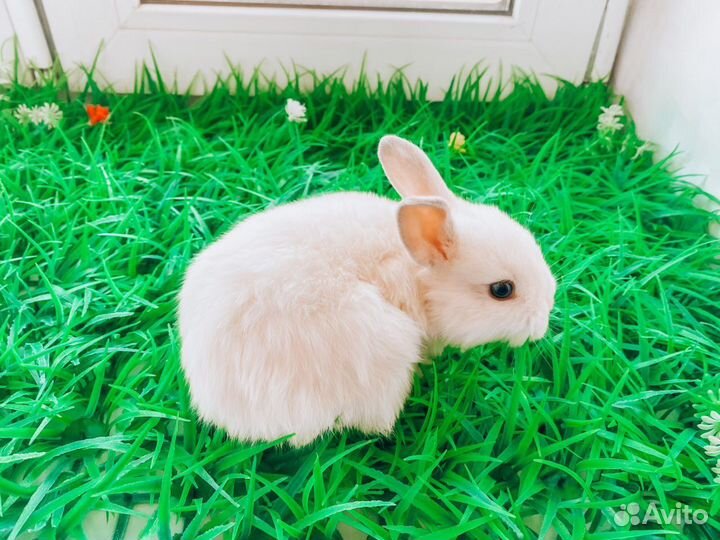 Карликовый кролик мини