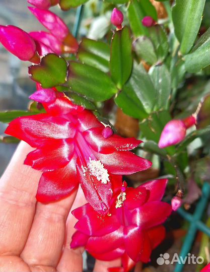 Декабрист алый и белый