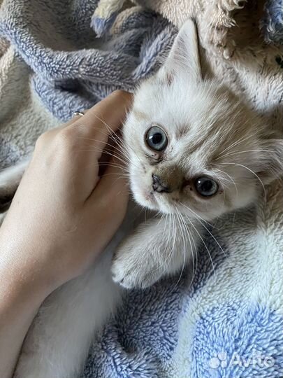 Шотландские котята