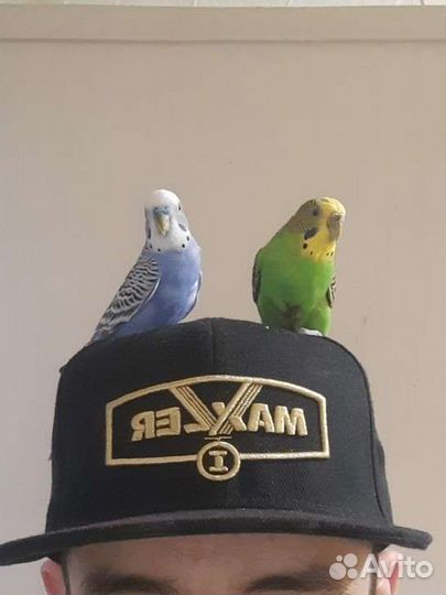 Волнистый попугай