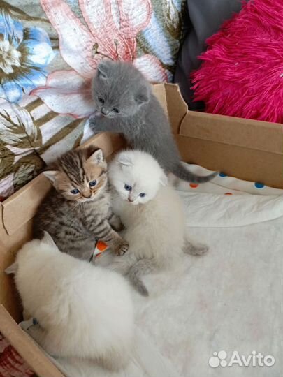 Котята шотланской вислоухой