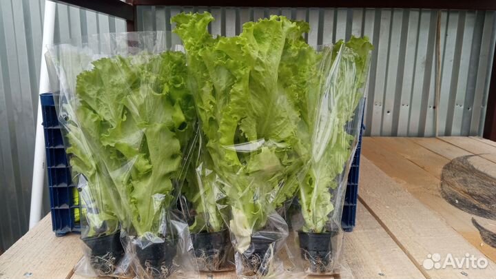 Салат листовой